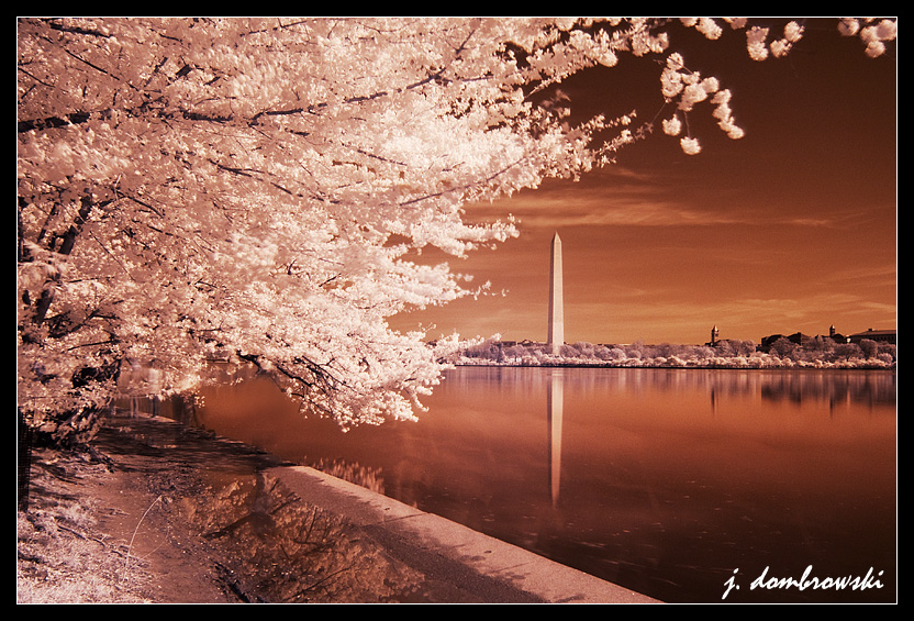 Blossoms%20in%20IR%20jpeg.JPG