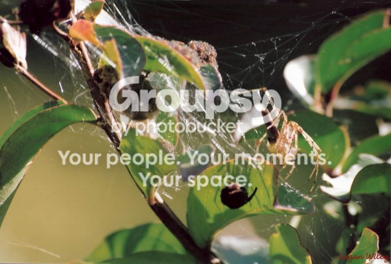 seethrewspider.jpg