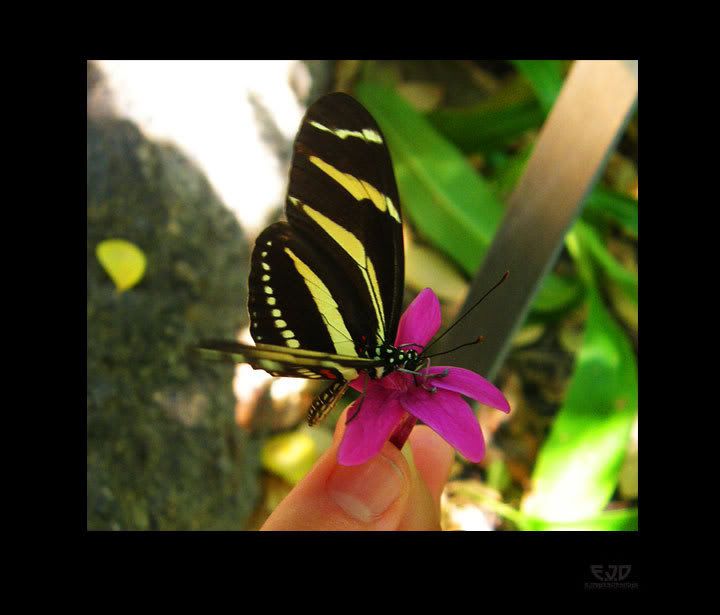 butterfly7.jpg