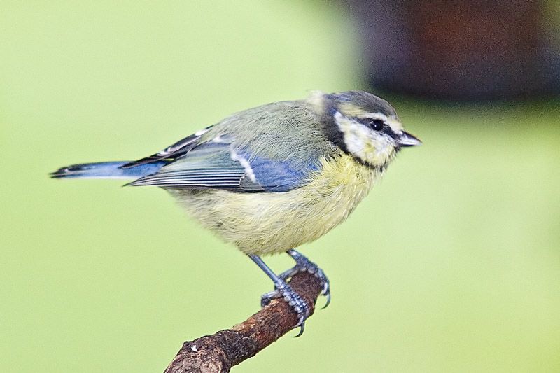 BTitperch.jpg