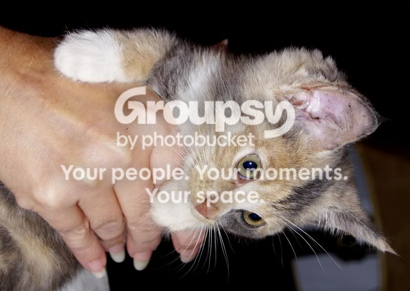 rescuekitty2.jpg