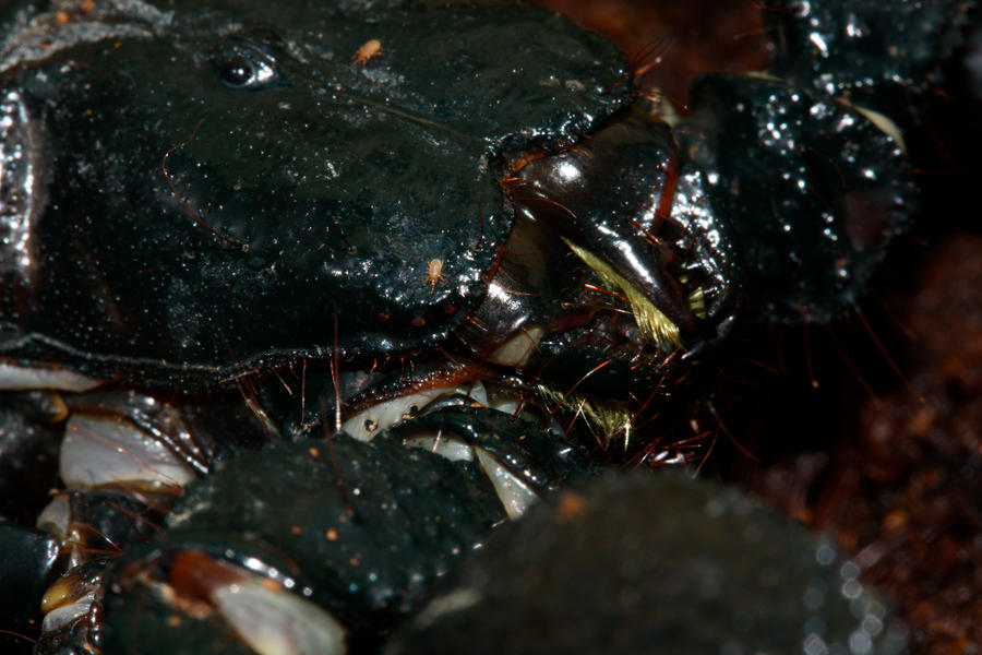 Scorpian_Macro_by_mack1time.jpg