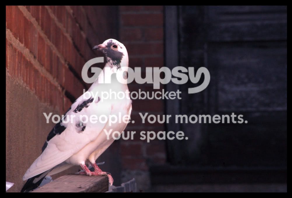 Pigeon.jpg
