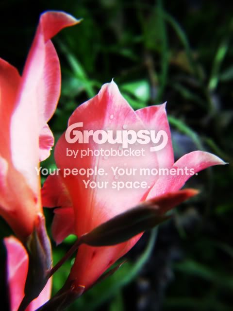 pinkflower-guatecopy.jpg