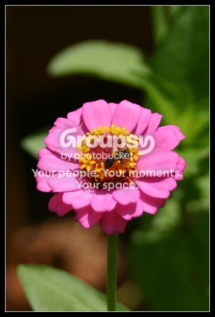 pinkflower.jpg