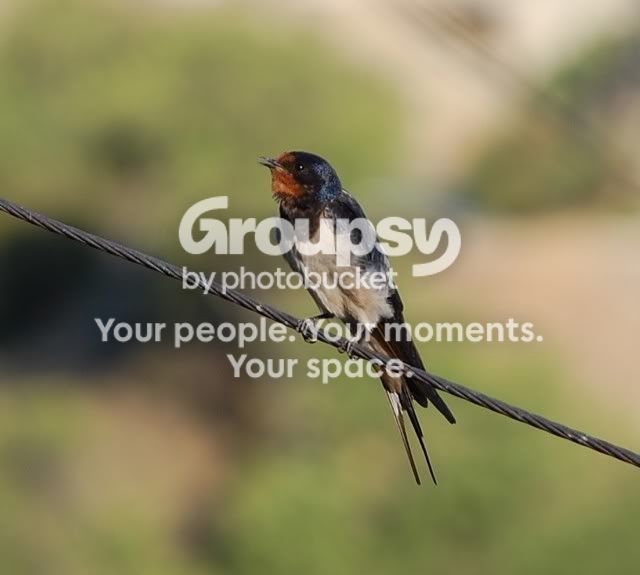birs18.jpg