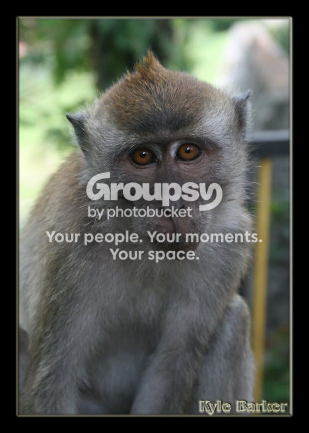 monkey3.jpg