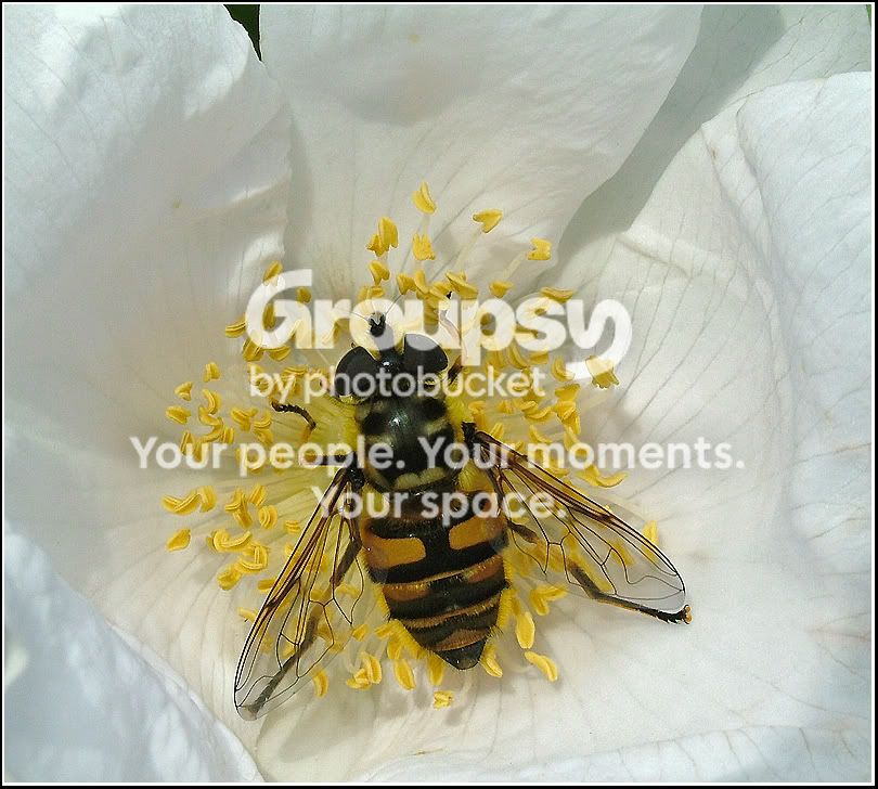 BeeInFlower.jpg