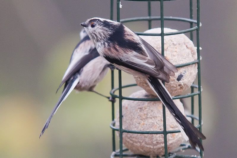 LTT10--2.jpg