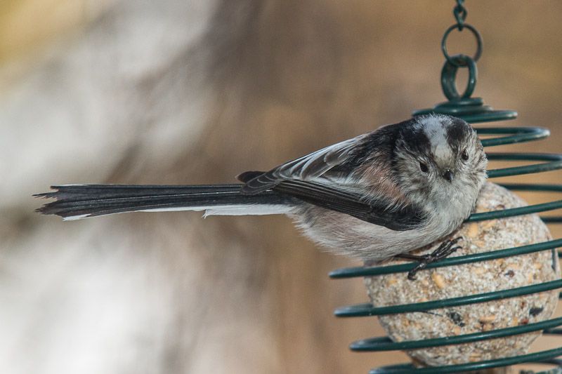Birds-13-02-1.jpg
