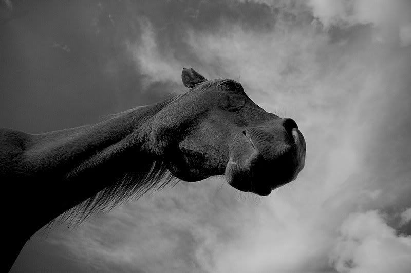 epona.jpg