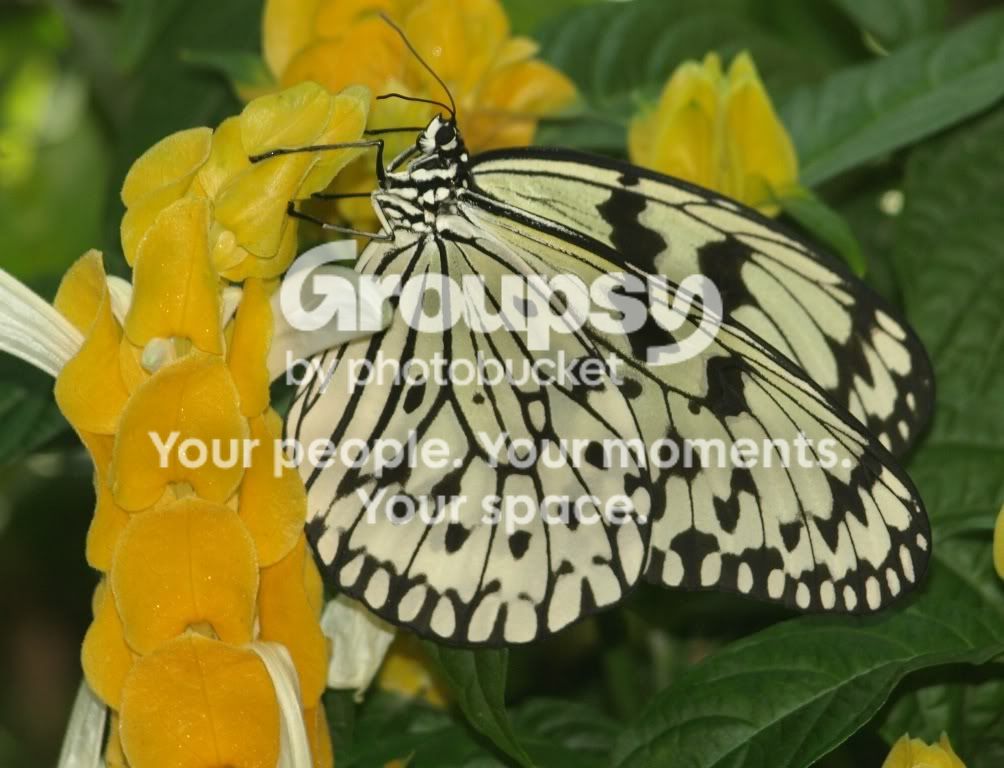 Butterfly2.jpg