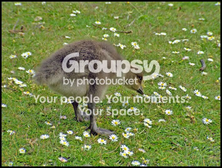 Gosling4.jpg