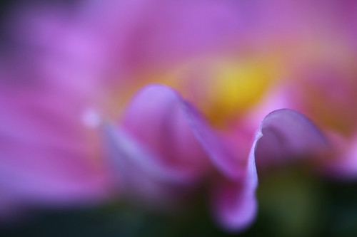4832718796_8b851176b6.jpg