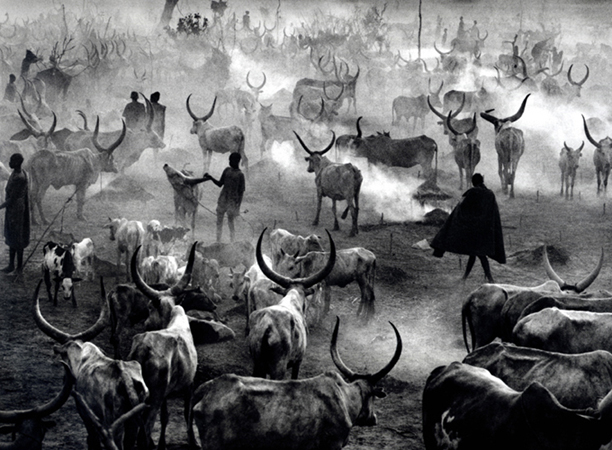 salgado_cattlecamp304_72_2.jpg