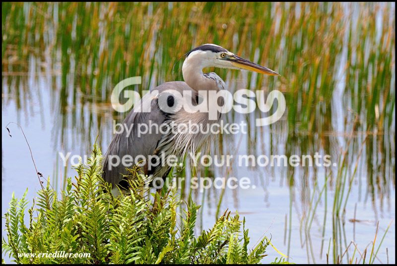 PIC_6954copy.jpg