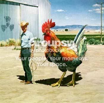 bigcock.jpg