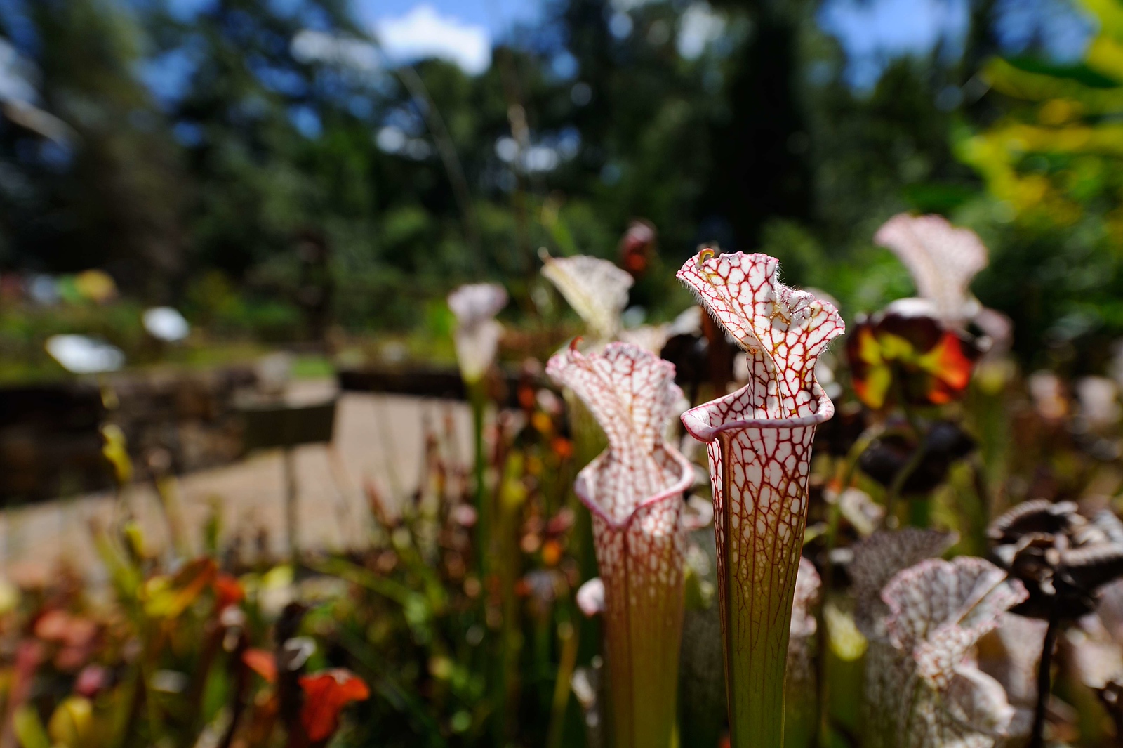 DSC_00036-X3.jpg