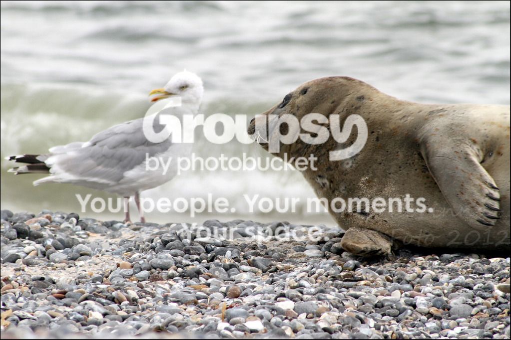 Helgoland_Seehunde_7.jpg