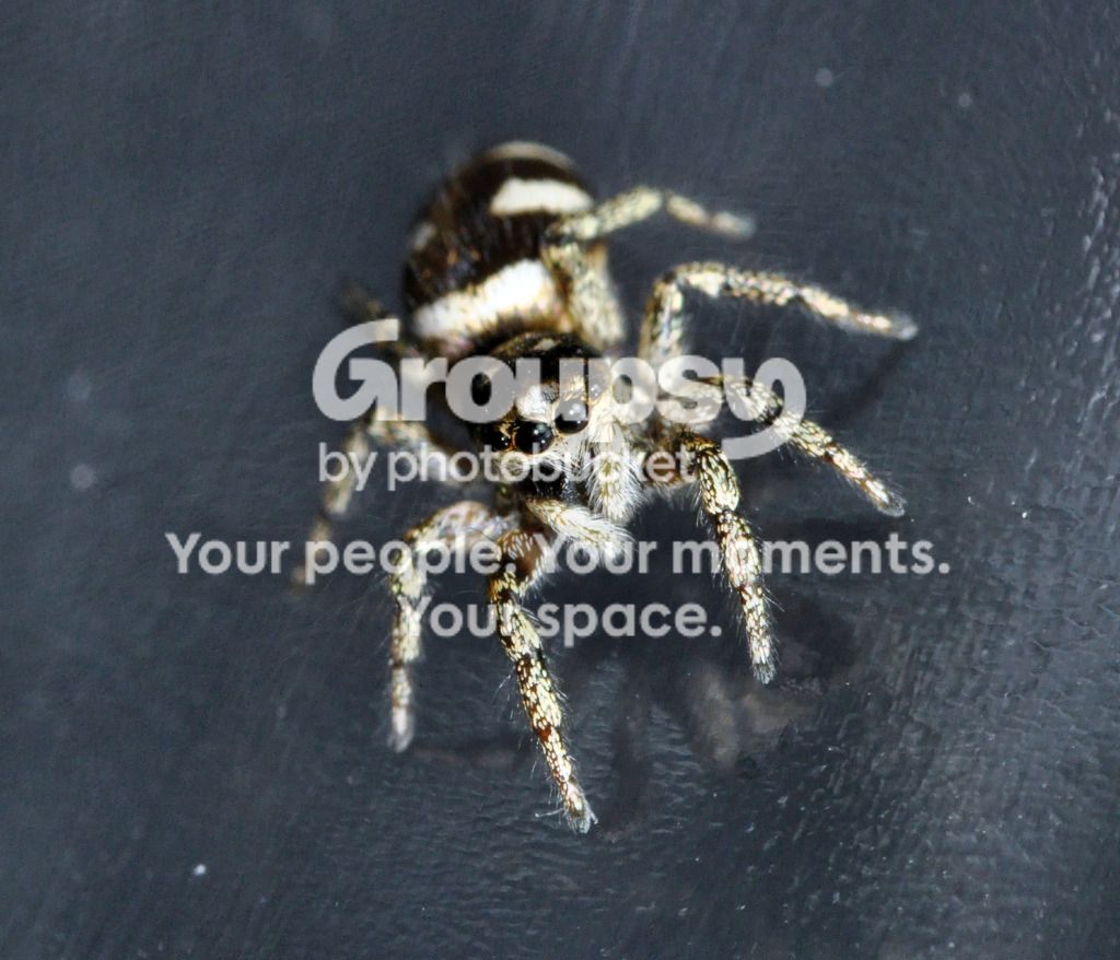 Jumper3.jpg