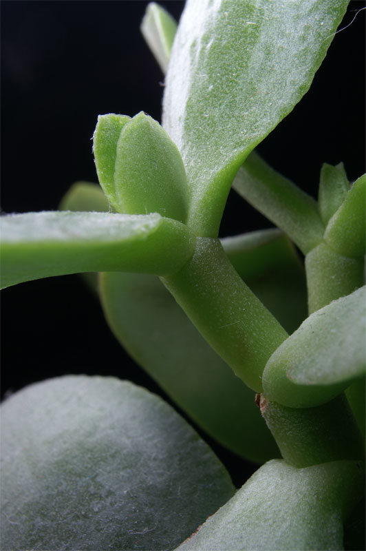 succulent2.jpg