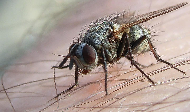 the_fly_by_jhbodle-d40eklw.jpg