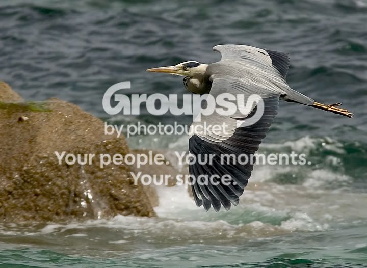 Heron_PF2.jpg
