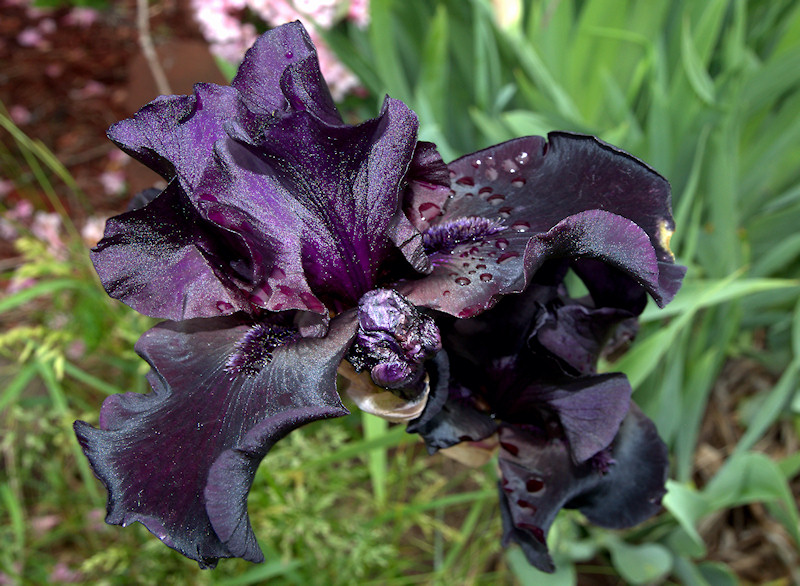 black_iris_001.jpg