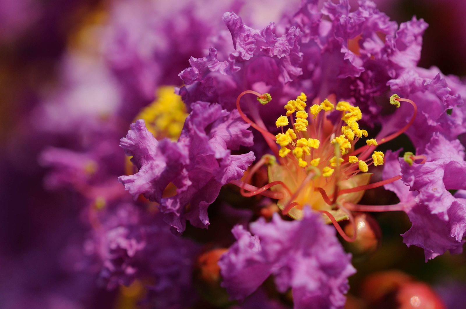 DSC_00044-X3.jpg