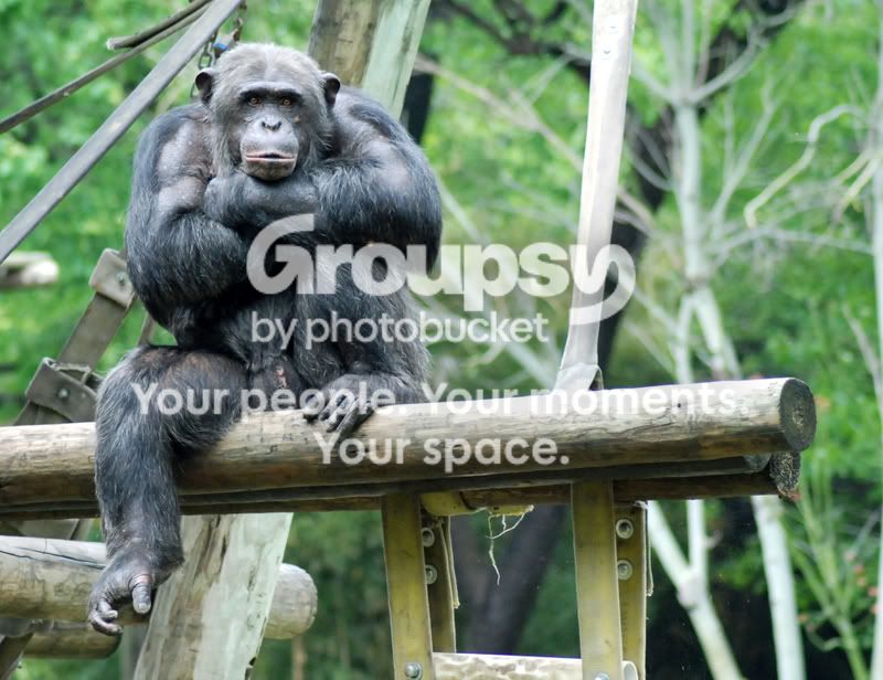 SadChimpanzee.jpg