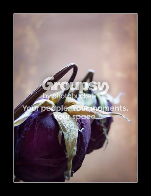 purplestrawberryroses.jpg