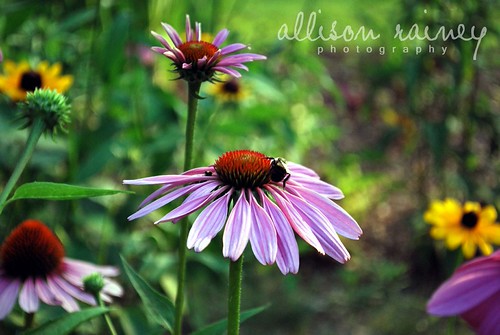 3617032482_6f337accb1.jpg
