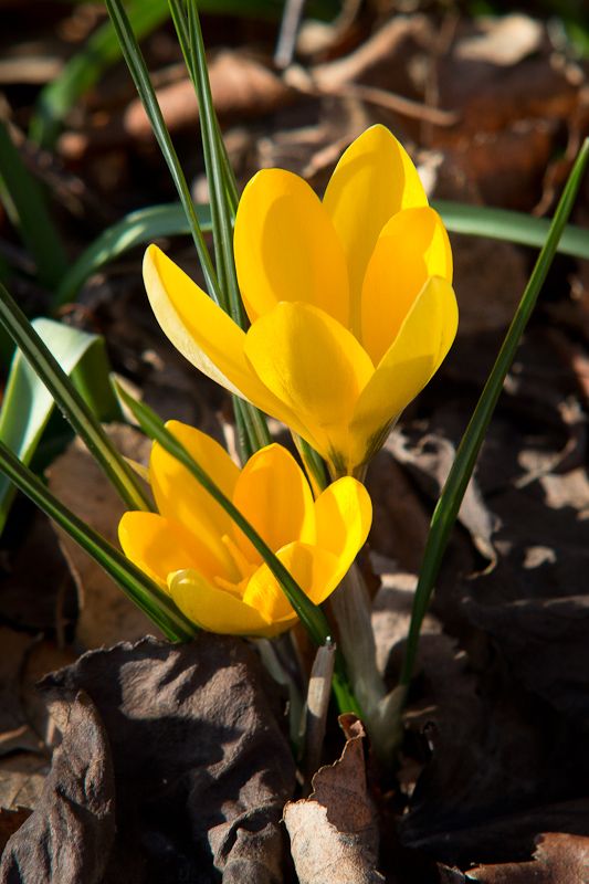 Crocus-1.jpg