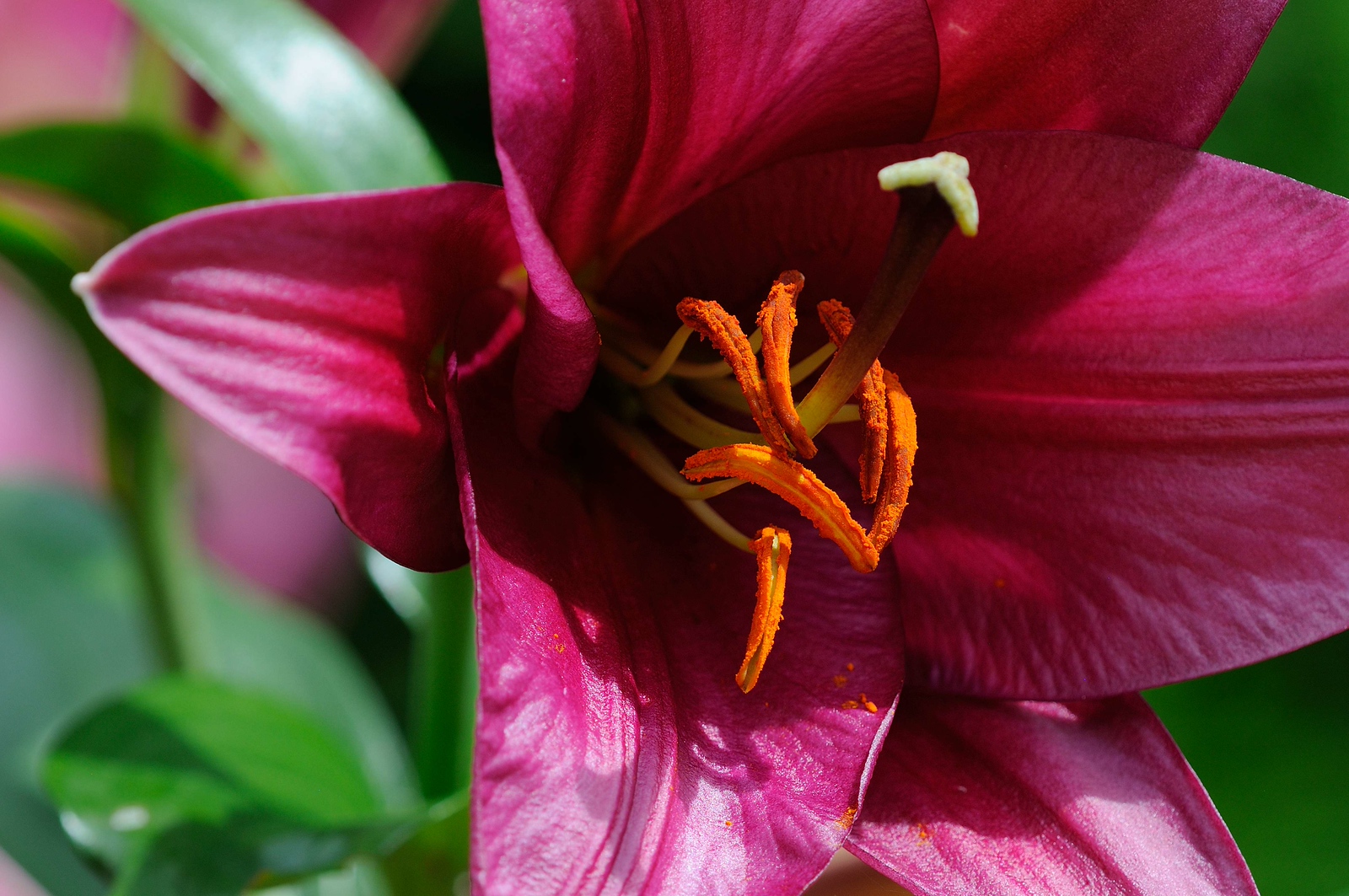 DSC_00235-X3.jpg