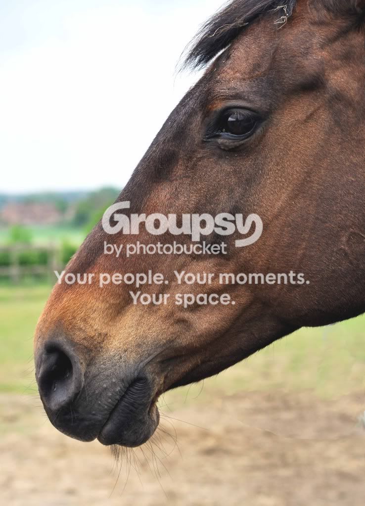 horse56.jpg
