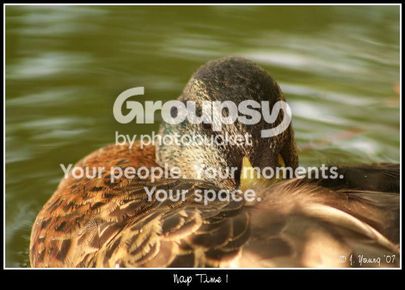 Young-Drake-Mallard-nap-2.jpg