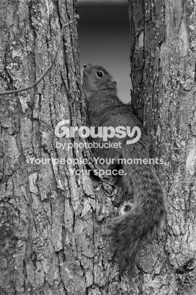 Squirreltree2.jpg