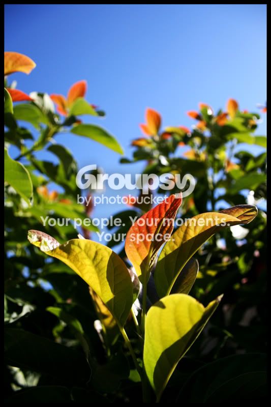 GuavaTree.jpg