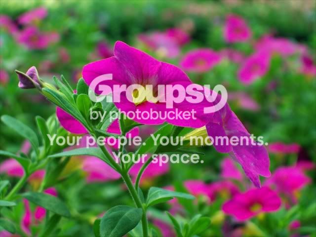 flower2.jpg