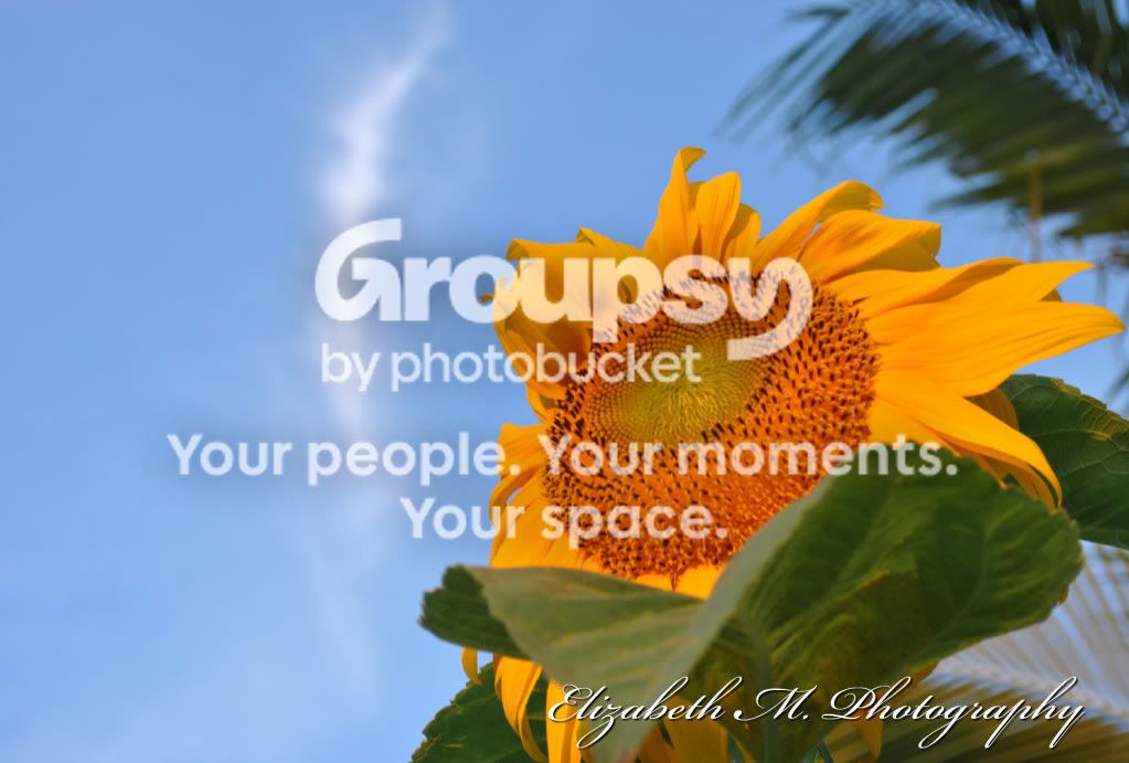 picsdonebylizzy6972.jpg