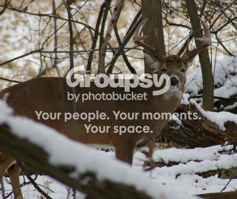 buck2.jpg