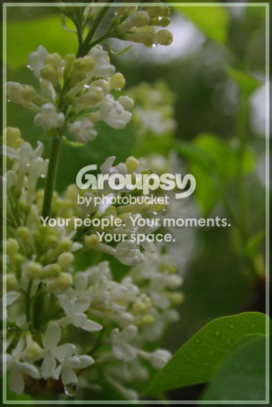 flower.jpg