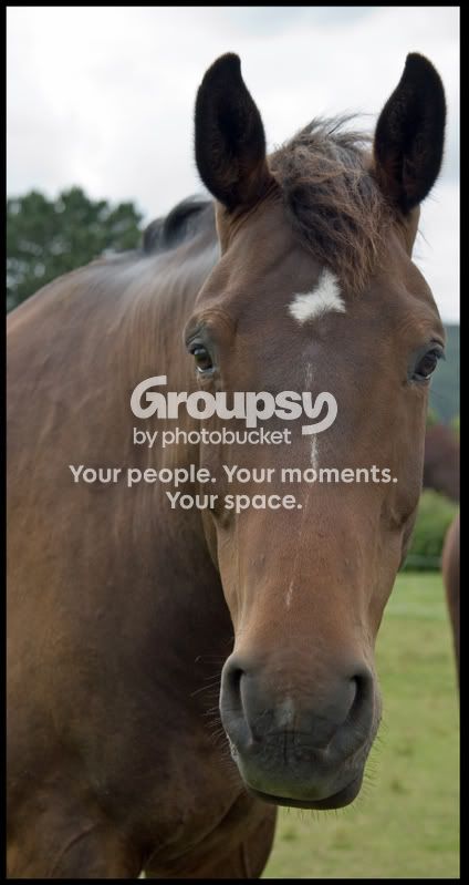 horse.jpg