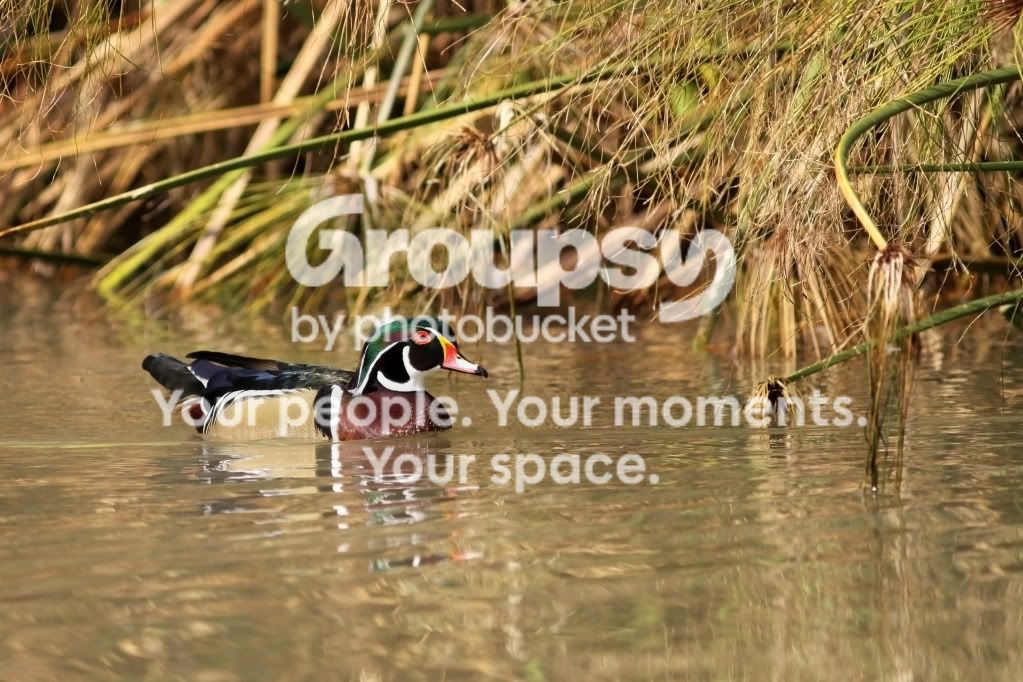 woodduckIMG_1365.jpg
