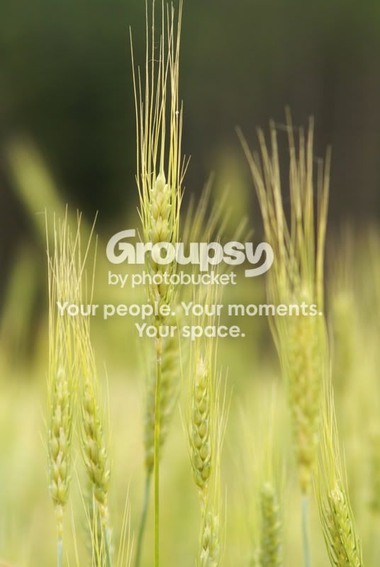 fieldsofgold.jpg