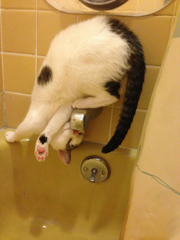 funny-cat-logic-43__605.jpg
