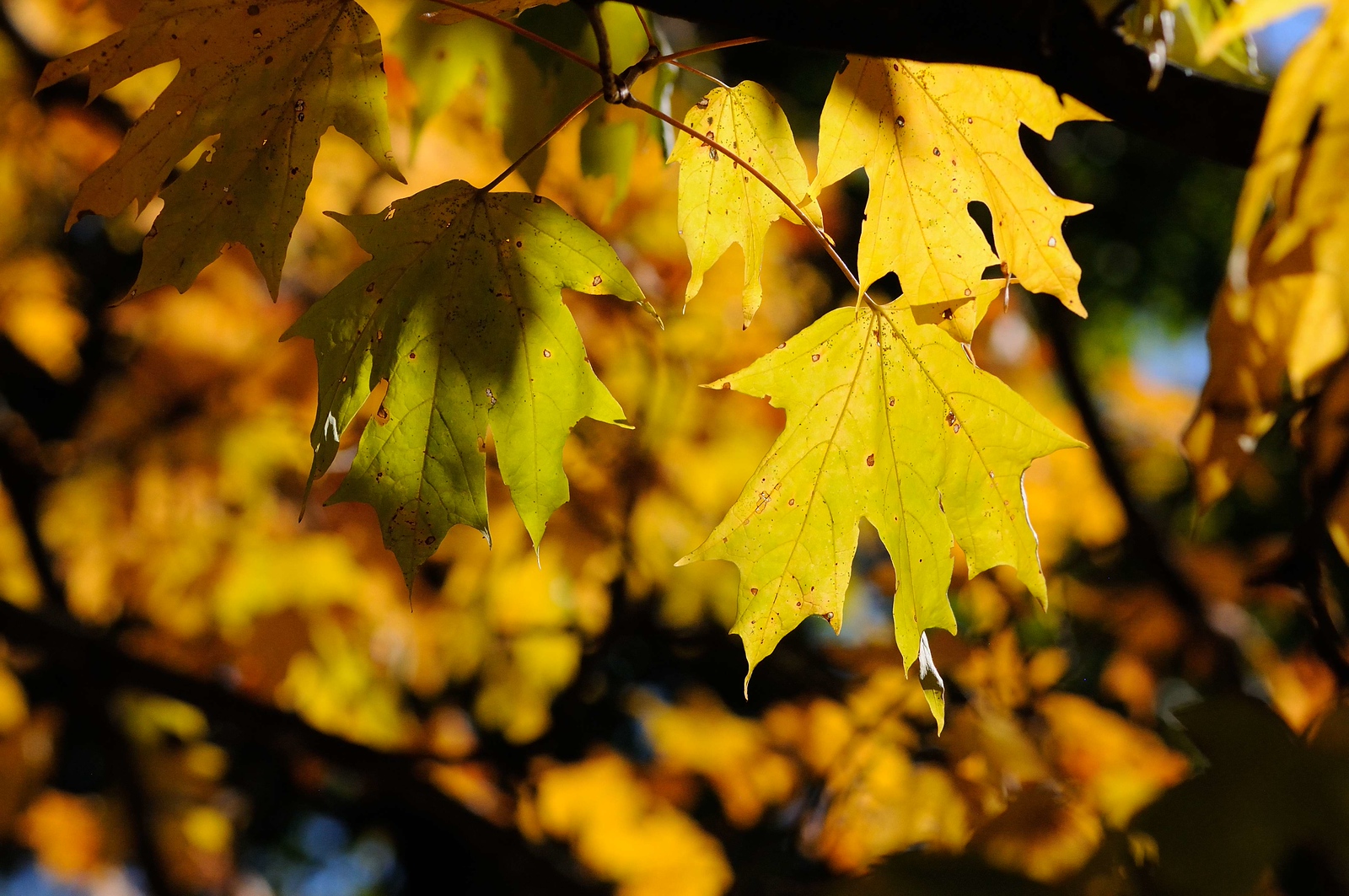 DSC_00040-X3.jpg