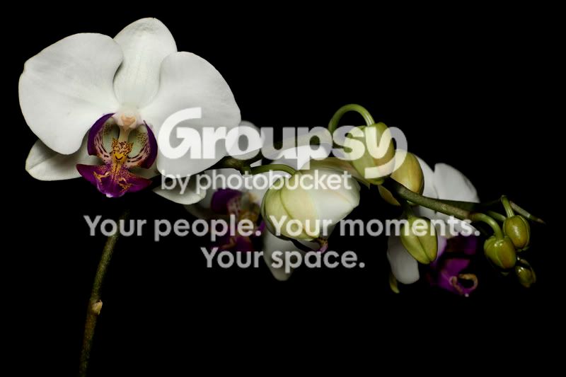 Phalorchids2.jpg