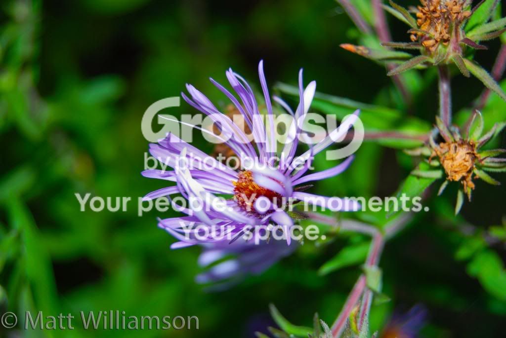 WildFlowerClose.jpg