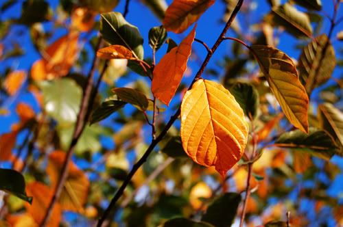 greenandyellowleavesiv9colorpop.jpg